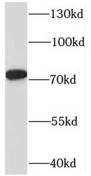 SYTL4 Rabbit Polyclonal Antibody