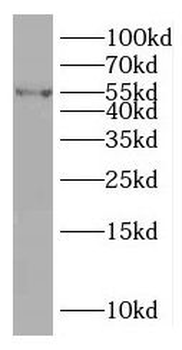 TAB1 Antibody