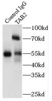 TAB2 Antibody