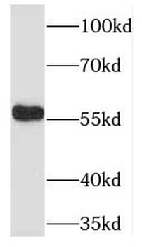 TADA2B Antibody