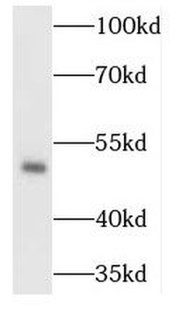 TADA3 Antibody