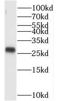 TAF11 Antibody