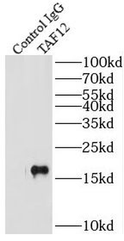 TAF12 Antibody