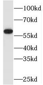 TAF1B Antibody