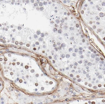 TAF1B Antibody