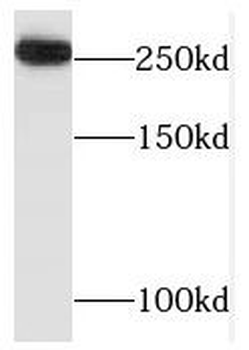 TAF1L Antibody