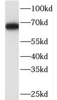 NR2C2 Antibody