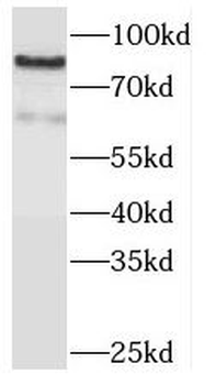 TAX1BP1 Antibody