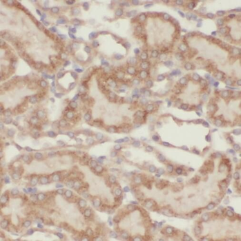 TBC1D23 Antibody