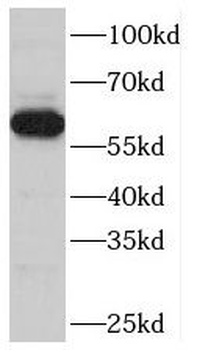 TBC1D24 Antibody