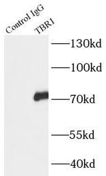 TBR1 Antibody