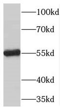 TBX15 Antibody
