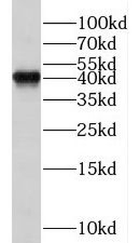 TCEA1 Antibody