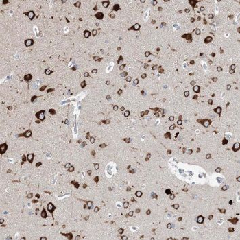 TCEA1 Antibody