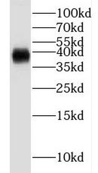 TCEA3 Antibody