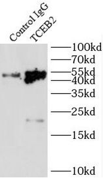ELOB Antibody