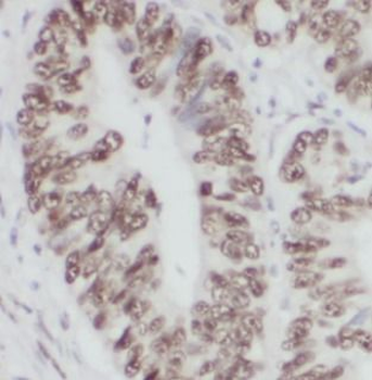 ELOB Antibody