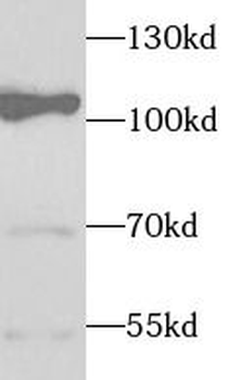ELOA Antibody