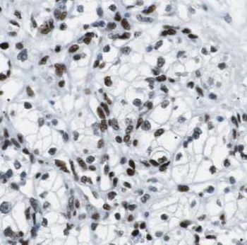 ELOA Antibody