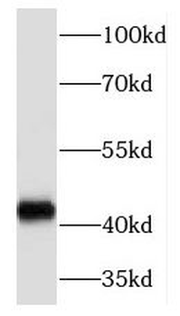 TCF7 Antibody