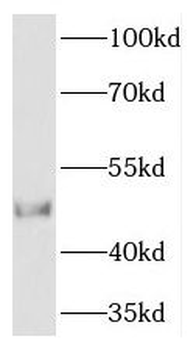 TCN2 Antibody