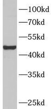 TDO2 Antibody