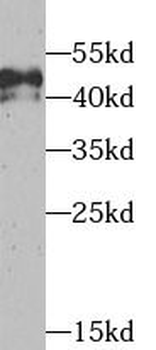 TEAD1 Antibody