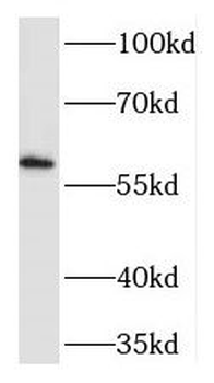 TEAD2 Antibody