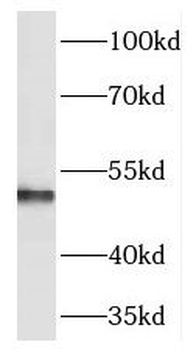 TEKT1 Antibody