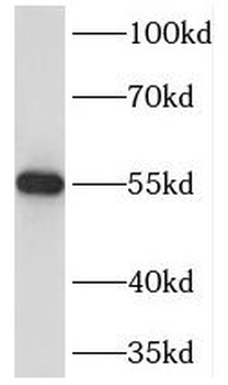 TEKT3 Antibody