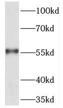 TEKT5 Antibody