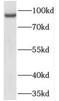 TELO2 Antibody