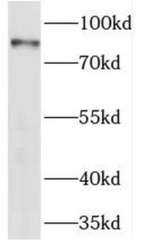 ANTXR1 Antibody