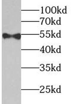 TERF2IP Rabbit Polyclonal Antibody