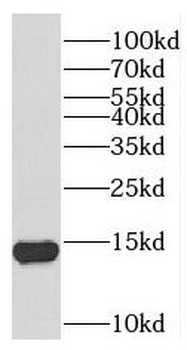 TEX12 Antibody