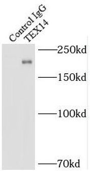 TEX14 Antibody