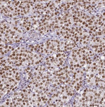 TEX14 Antibody