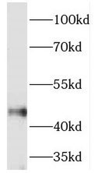 TEX28 Rabbit Polyclonal Antibody