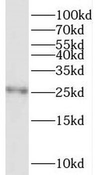 TEX38 Antibody