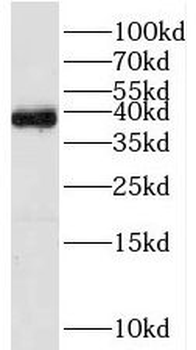 TFAP4 Antibody