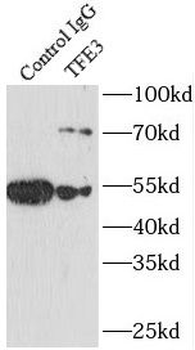 TFE3 Antibody