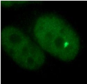 TFEB Antibody