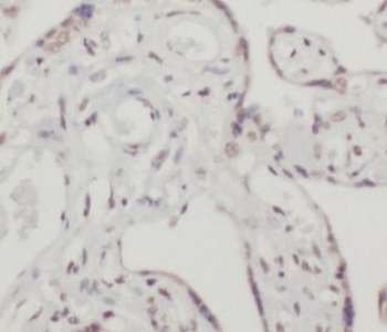 TFEB Antibody