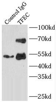 TFEC Antibody