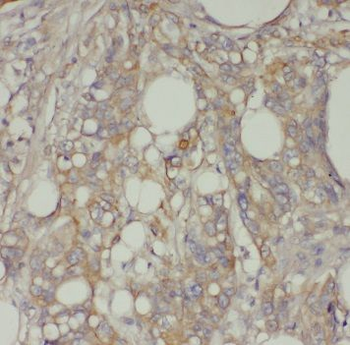 TFEC Antibody