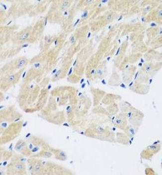 TGM5 Antibody