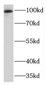 TGOLN2 Antibody