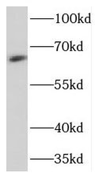 NELFCD Antibody