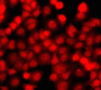 THAP1 Antibody