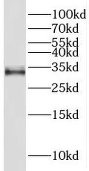 THAP10 Antibody